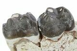 Fossil Early Pig (Perchoerus) Jaw Section - South Dakota #355975-2